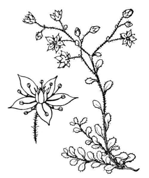 Borracina fragrante 19