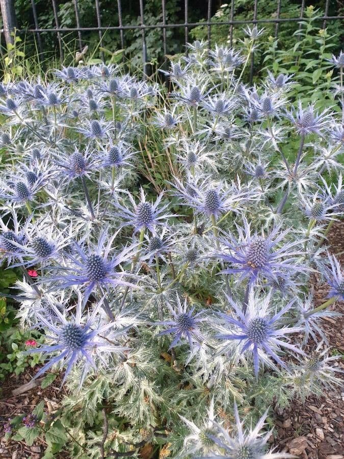 Edeldistel 14