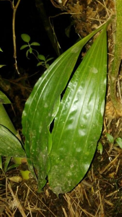 Gongora 9