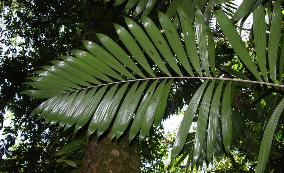 Bactris 10
