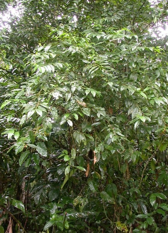 Cestrum 12