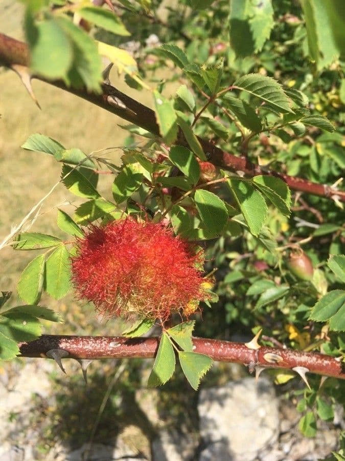 Apfel-Rose 30