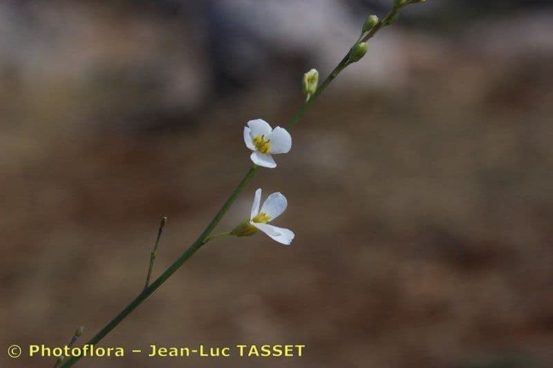 Crambe filiforme 6