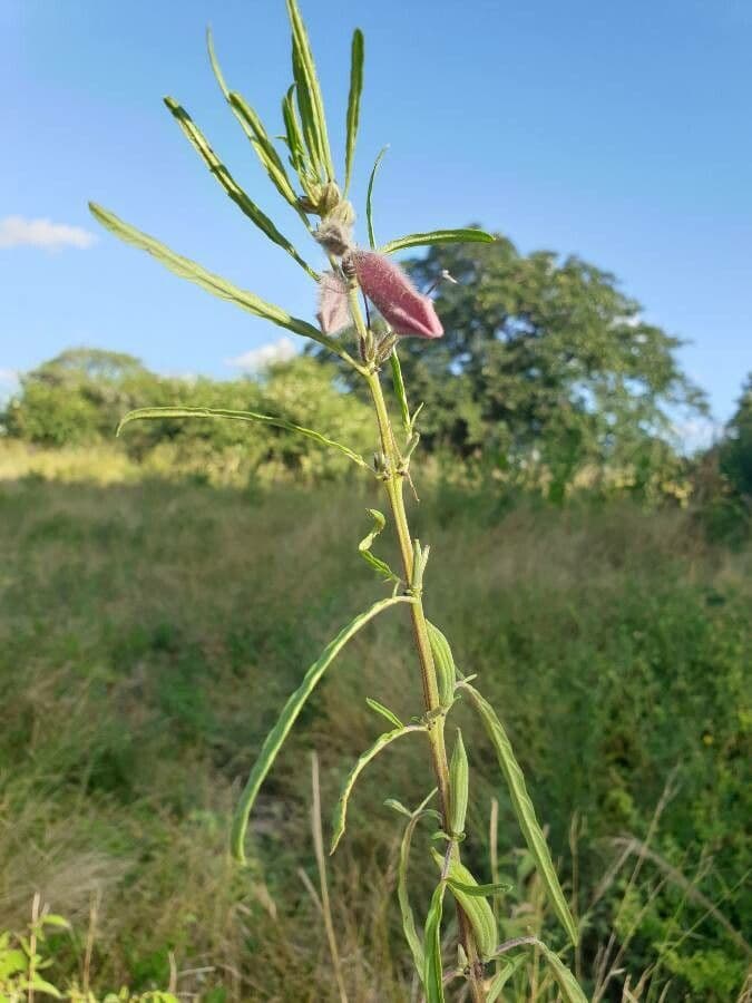 Sesamo alato 5