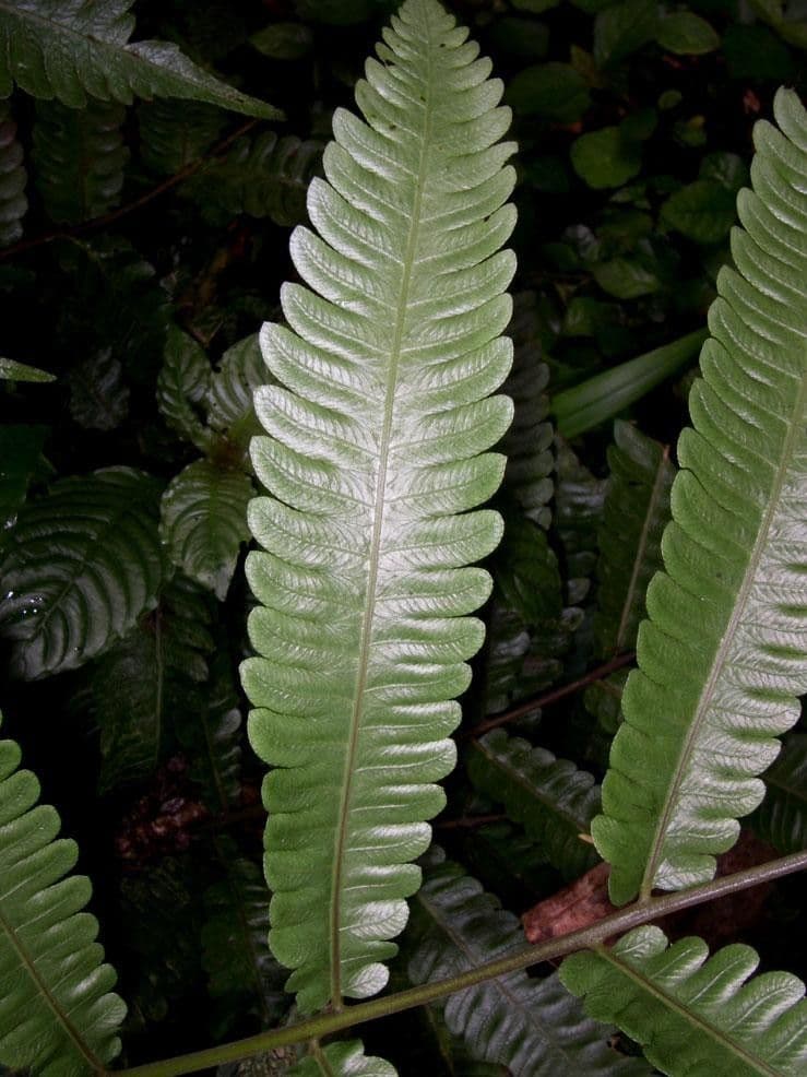 Thelypteris 4