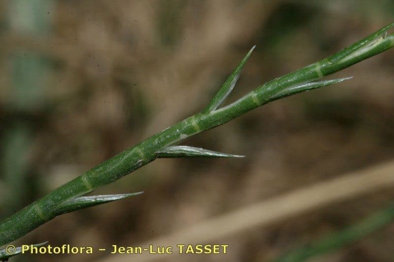 Hainardia cylindrica 2