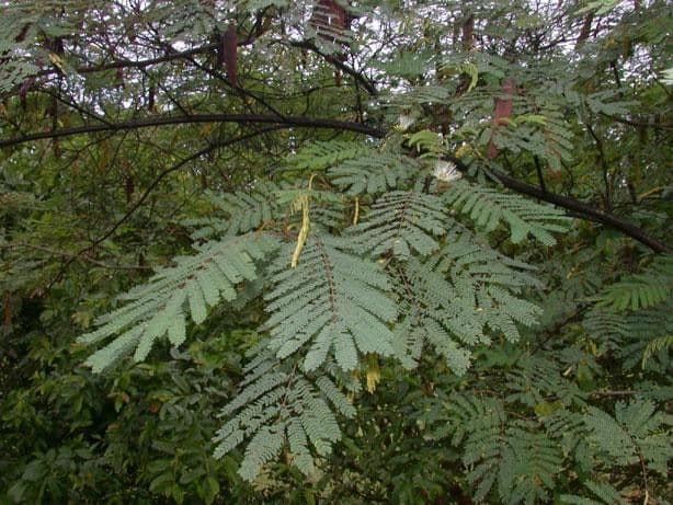 Albizia carbonaria 12