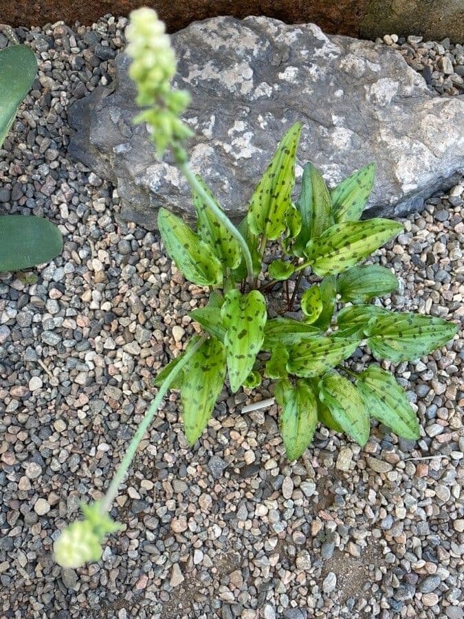Drimiopsis maculata 15