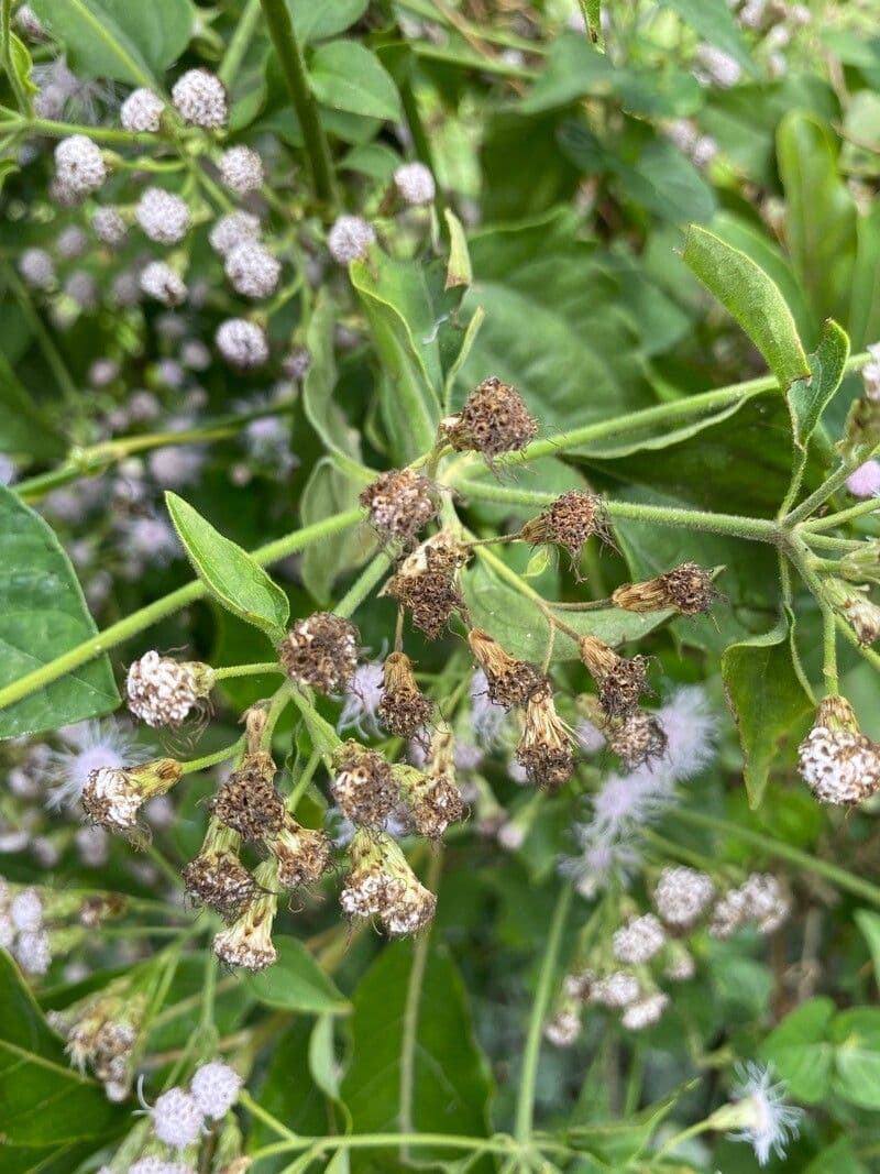 Herbe du Laos 5