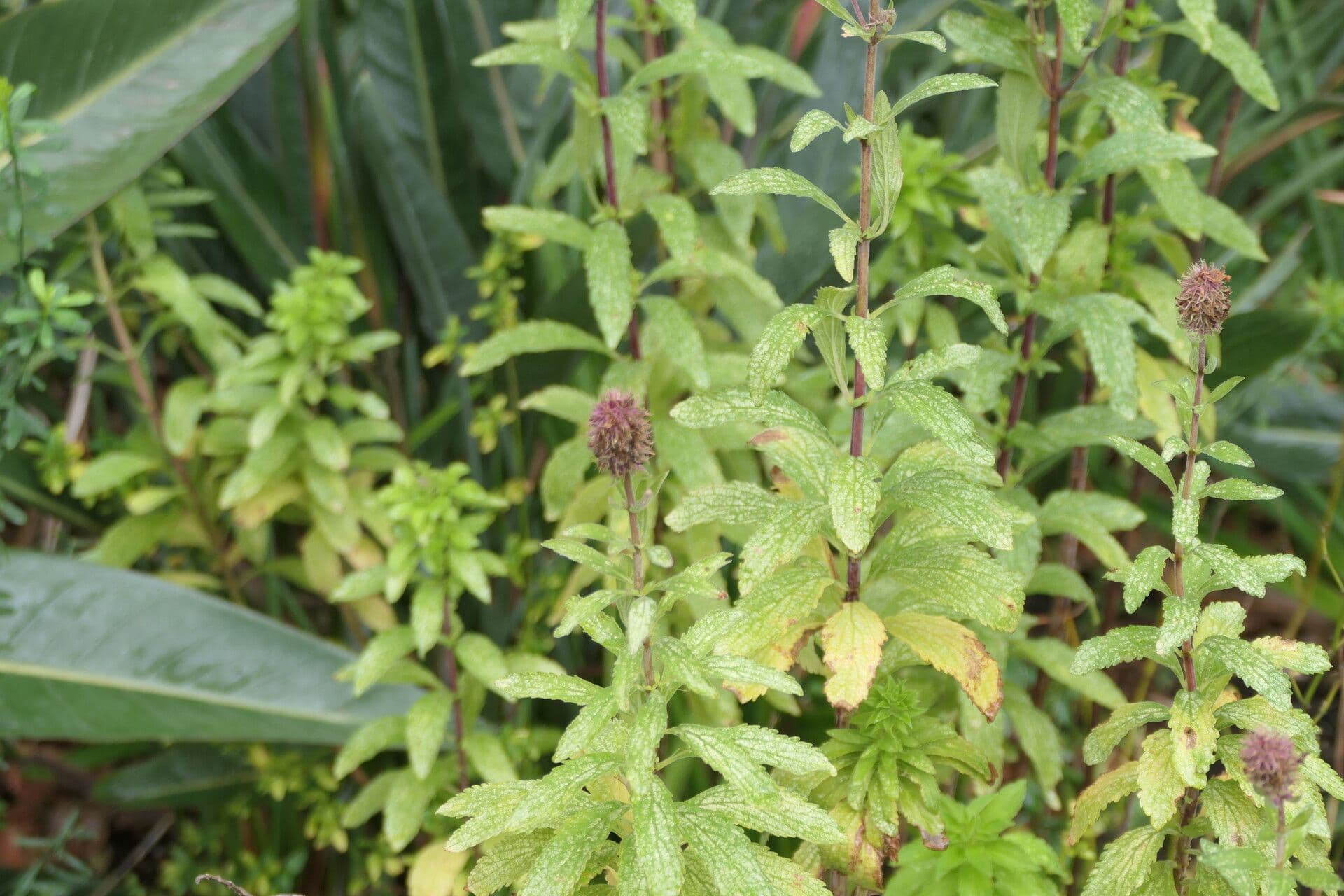 Coleus 2