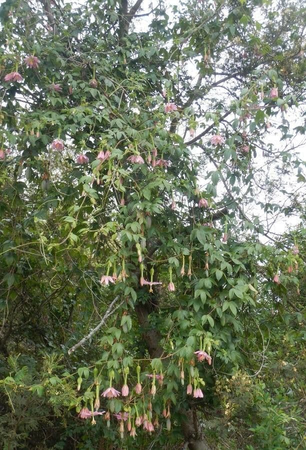 Passiflora tripartita 11