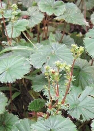 Alchemilla flabellata 11
