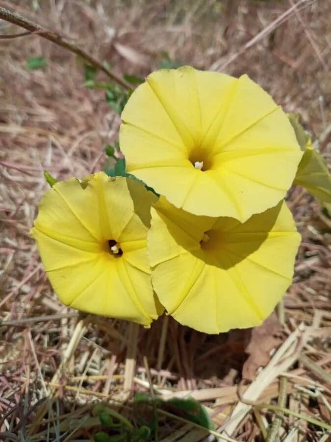 Ipomoea ocra 2