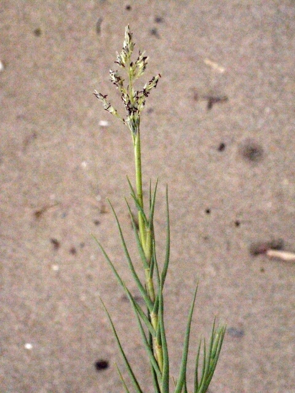 Sporobolus 25
