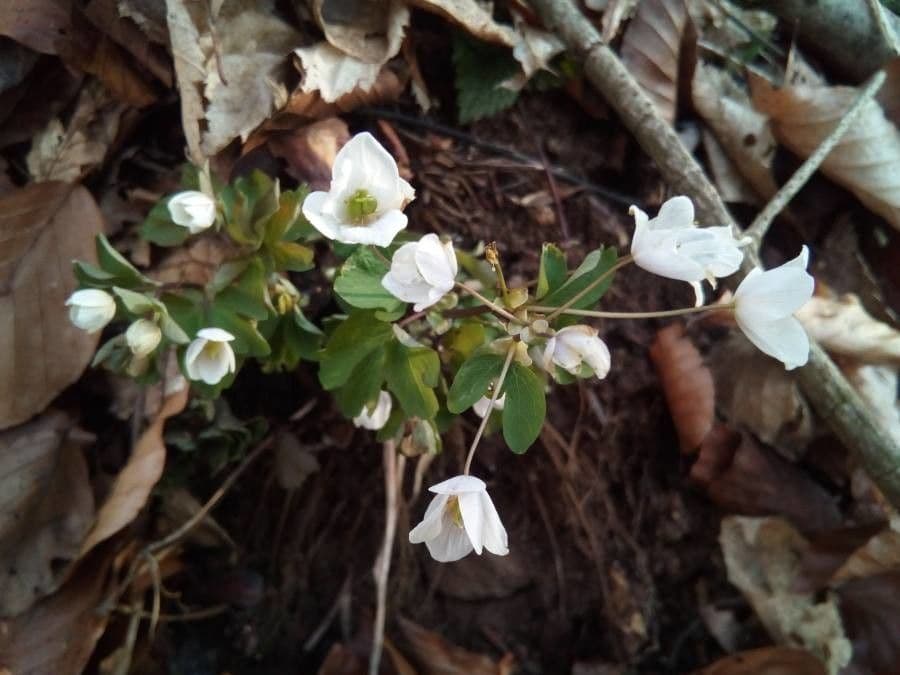 Glockenblume 13