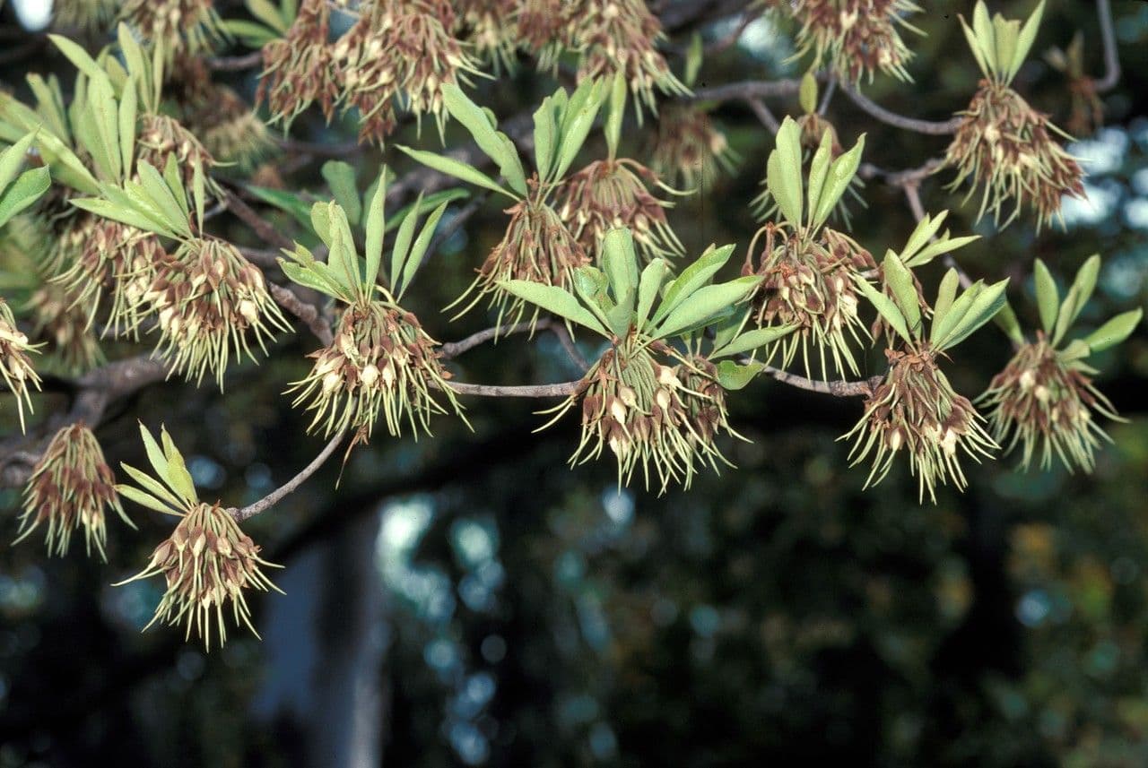 Madhuca cuneata