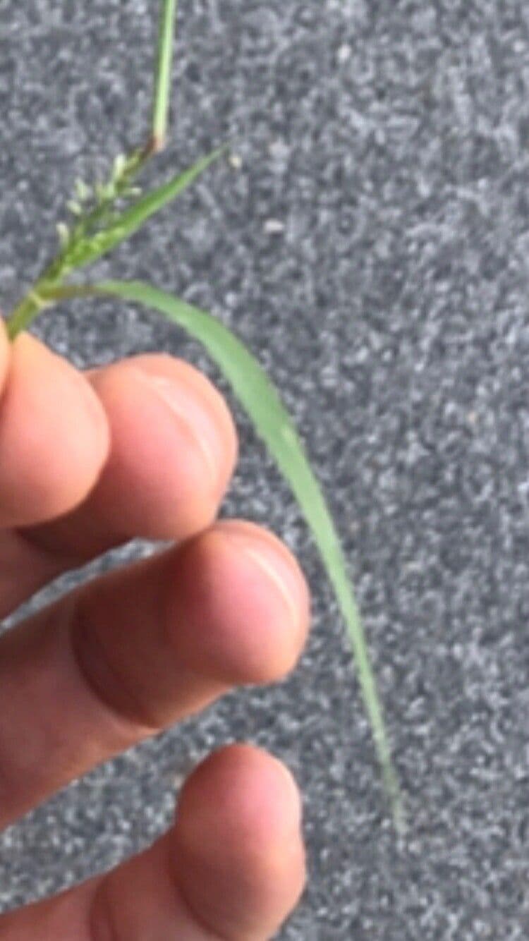 Eragrostis di Barrelier 15