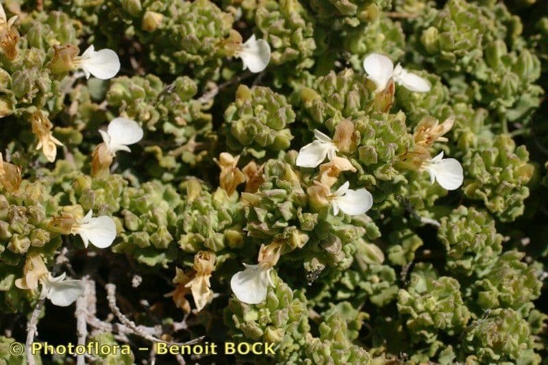 Teucrium buxifolium 6