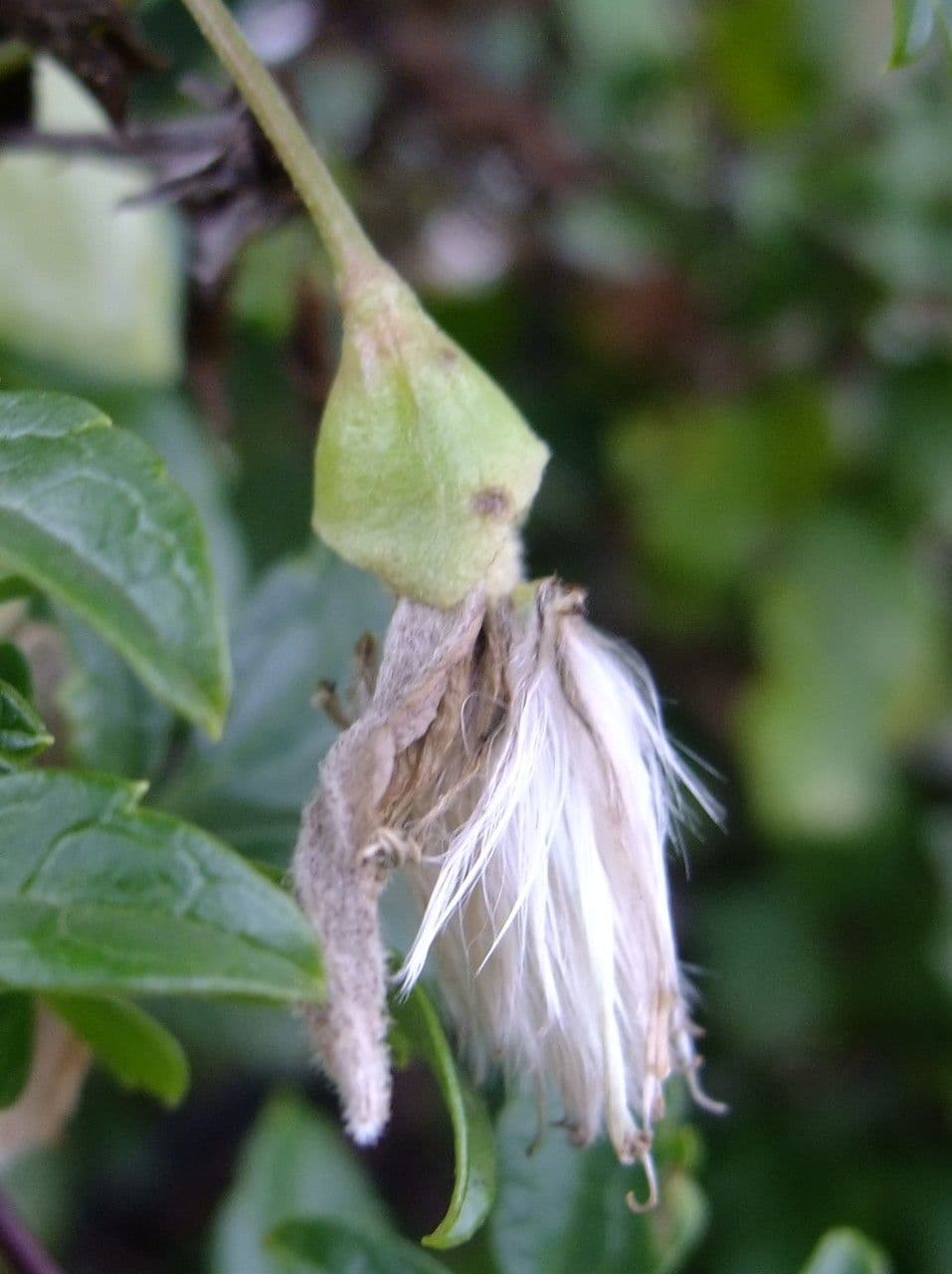 Clematis cirrhosa 2