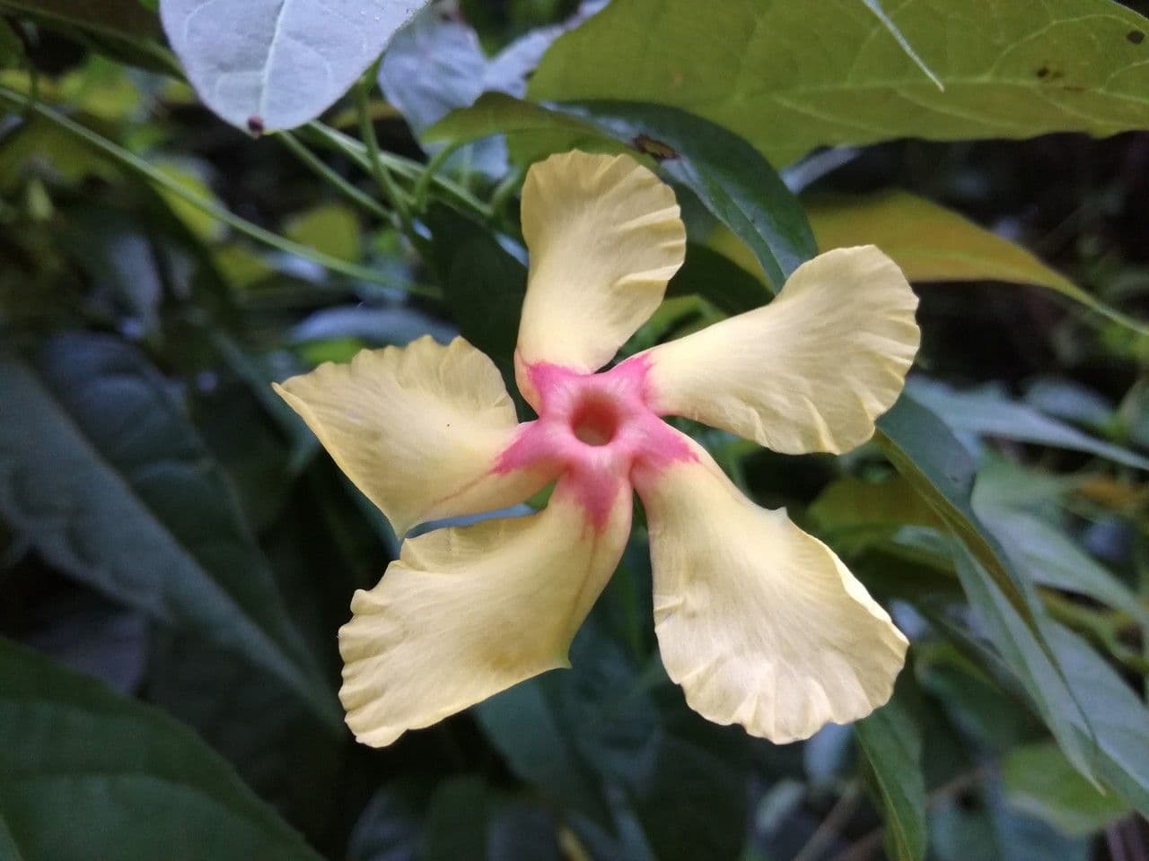 Mandevilla subsagitata 2