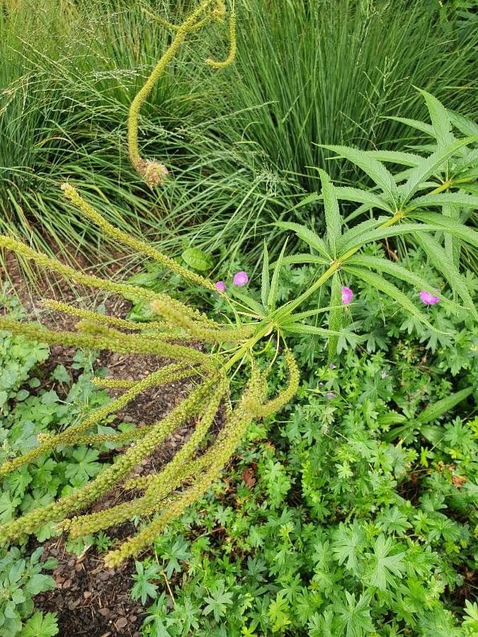 Veronicastrum 13