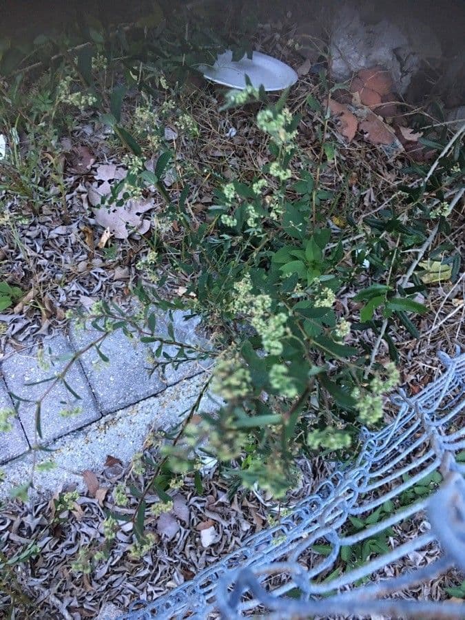 Spermacoce prostrata 2