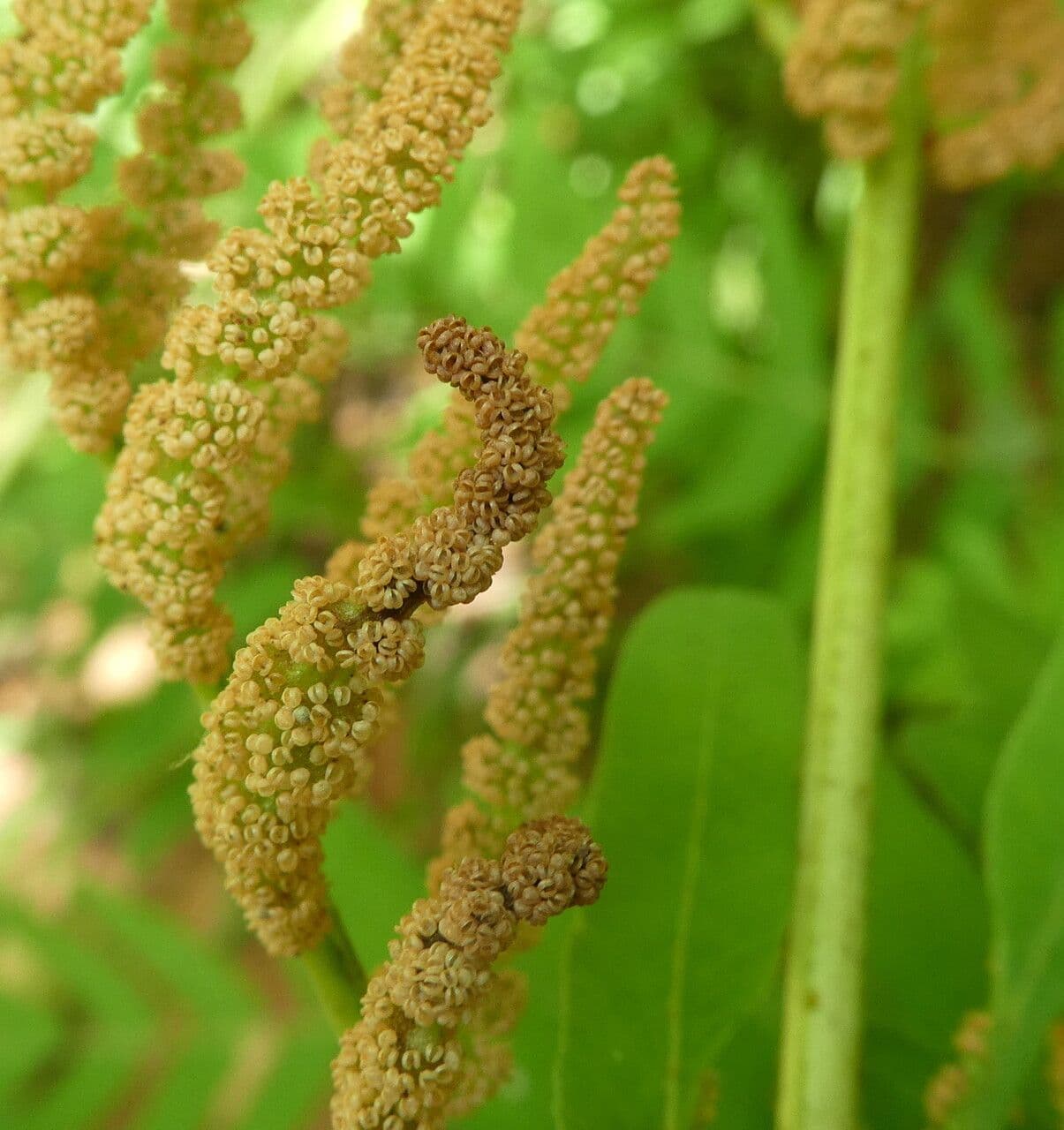 Długosz królewski 2