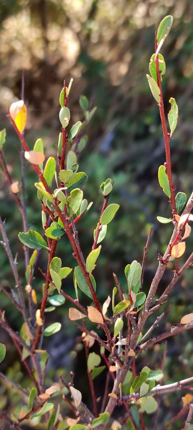 Flueggea tinctoria 19