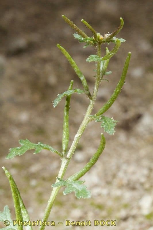 Erucastrum supinum 4