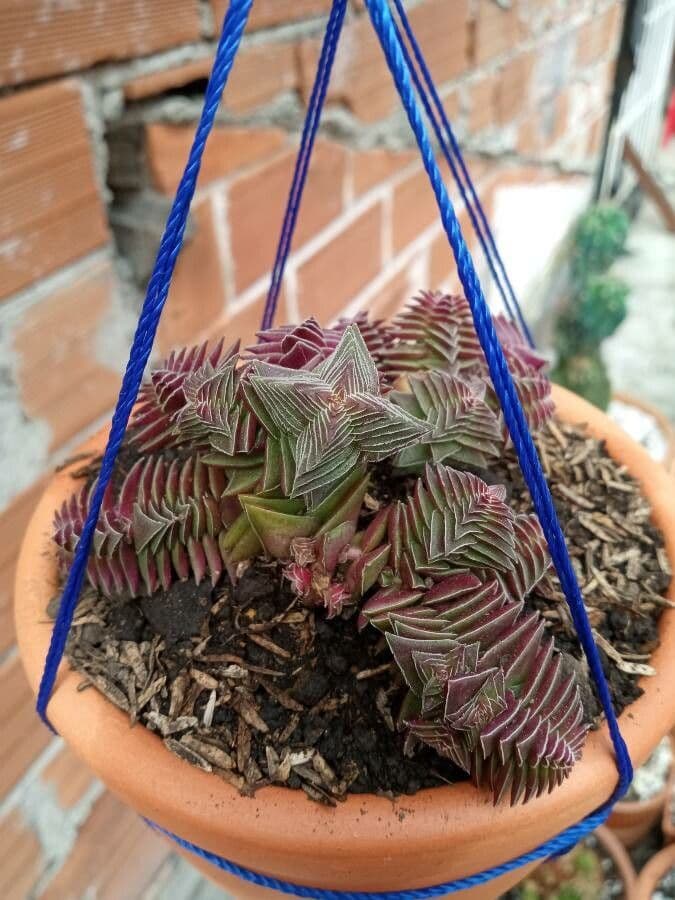 Crassula 25