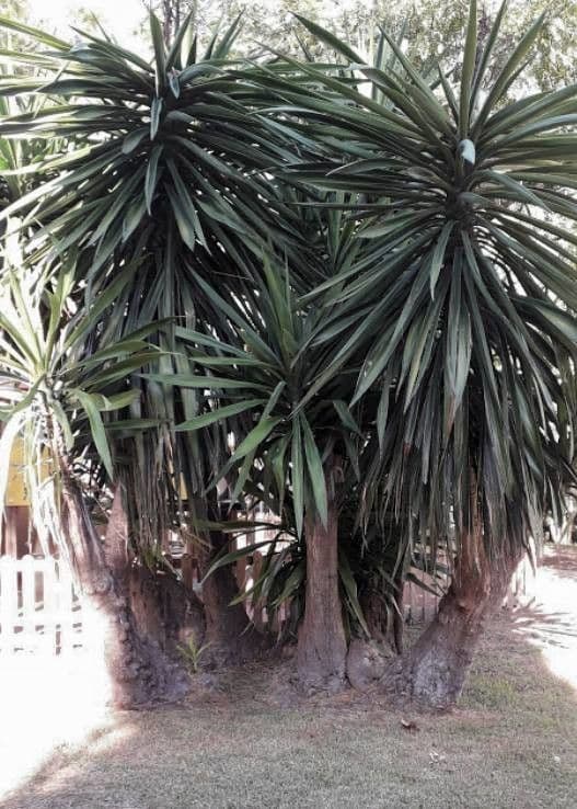 Bajonett-Yucca 15