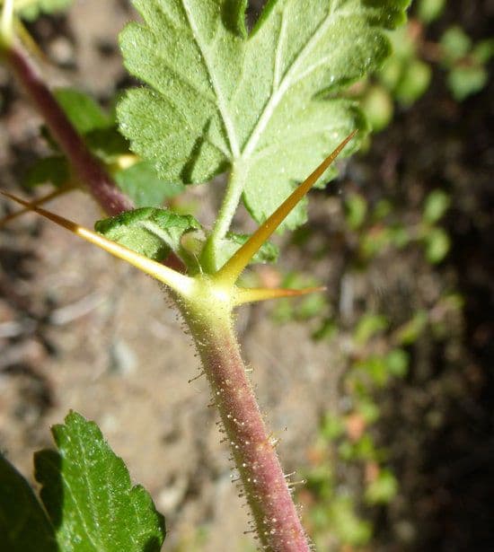 Ribes di Menzies 19