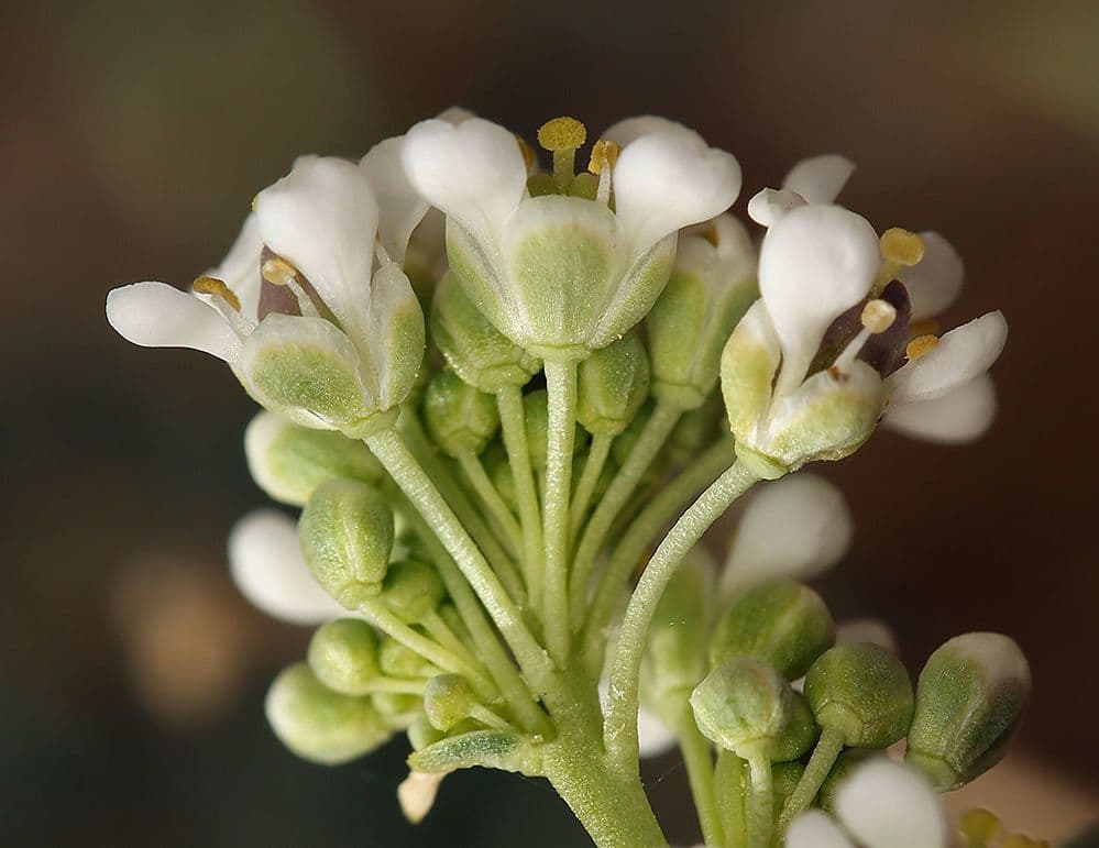 Lepidium fremontii 7