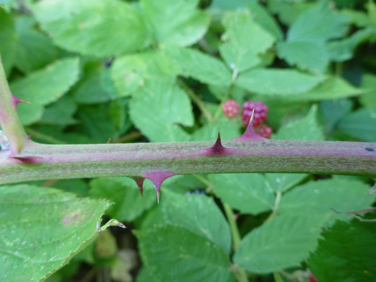 Rovo d'Armenia 21
