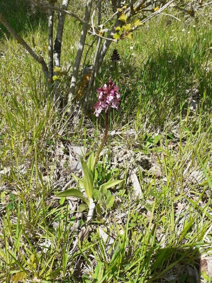 Orchide maggiore 15
