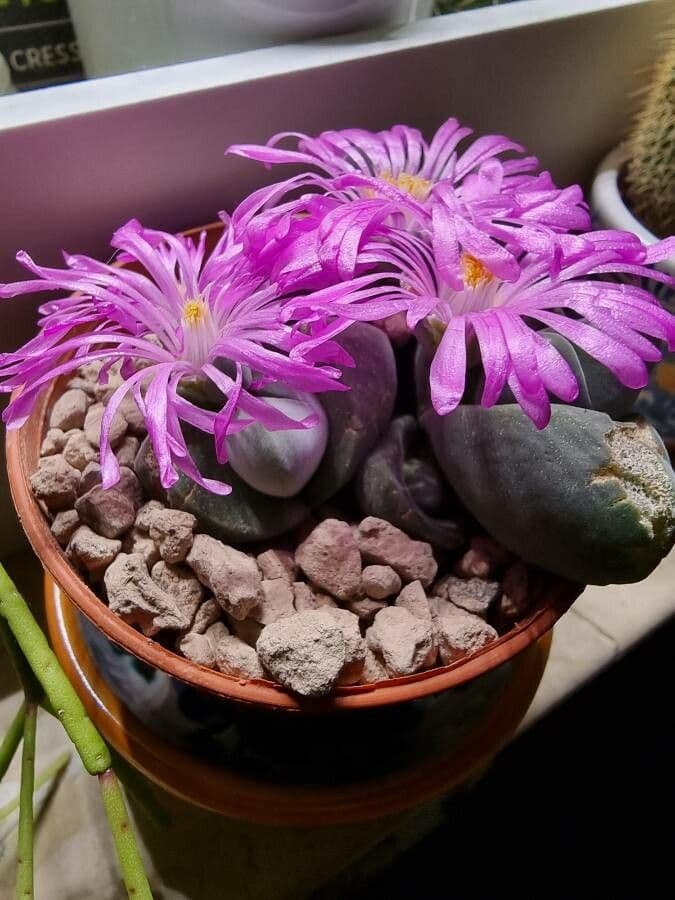 Gibbaeum 2