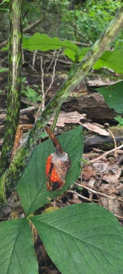 Arisema trójlistna 3