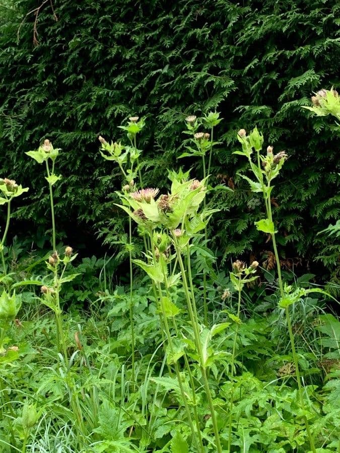 Kohldistel 12