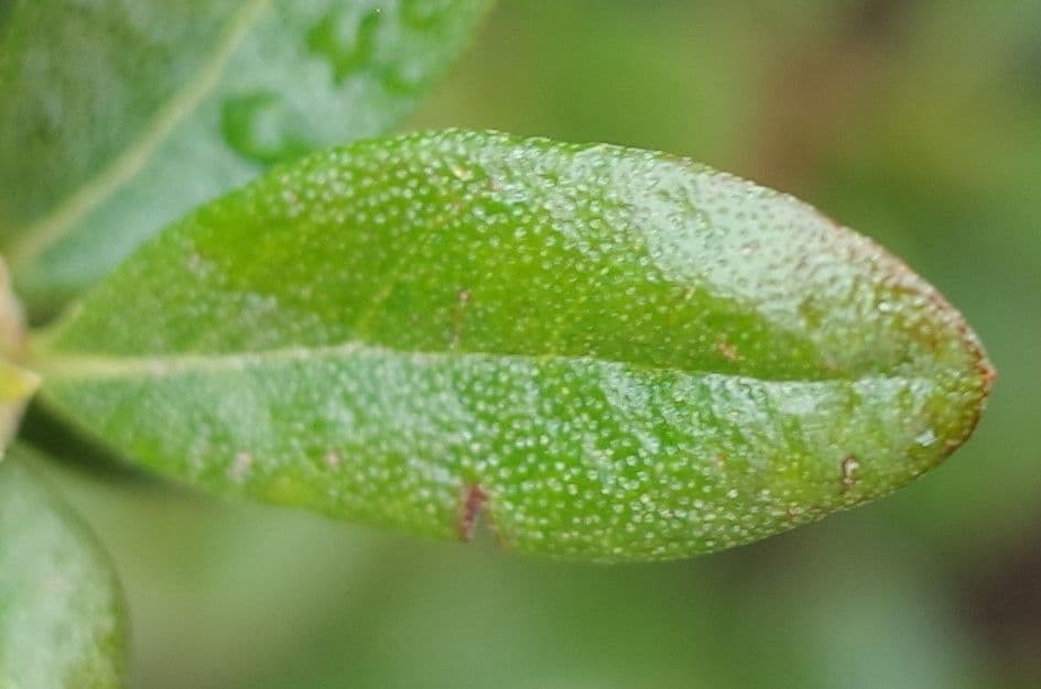 Rododendro 14