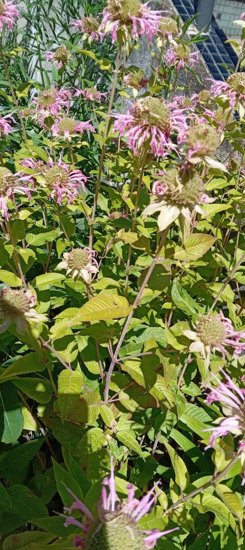 Monarda 12
