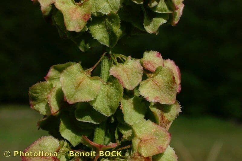 Acetosa aquitana 4
