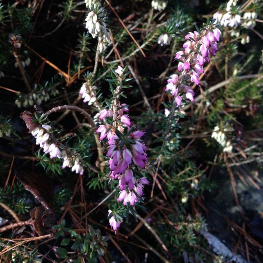 Graue Heide 7