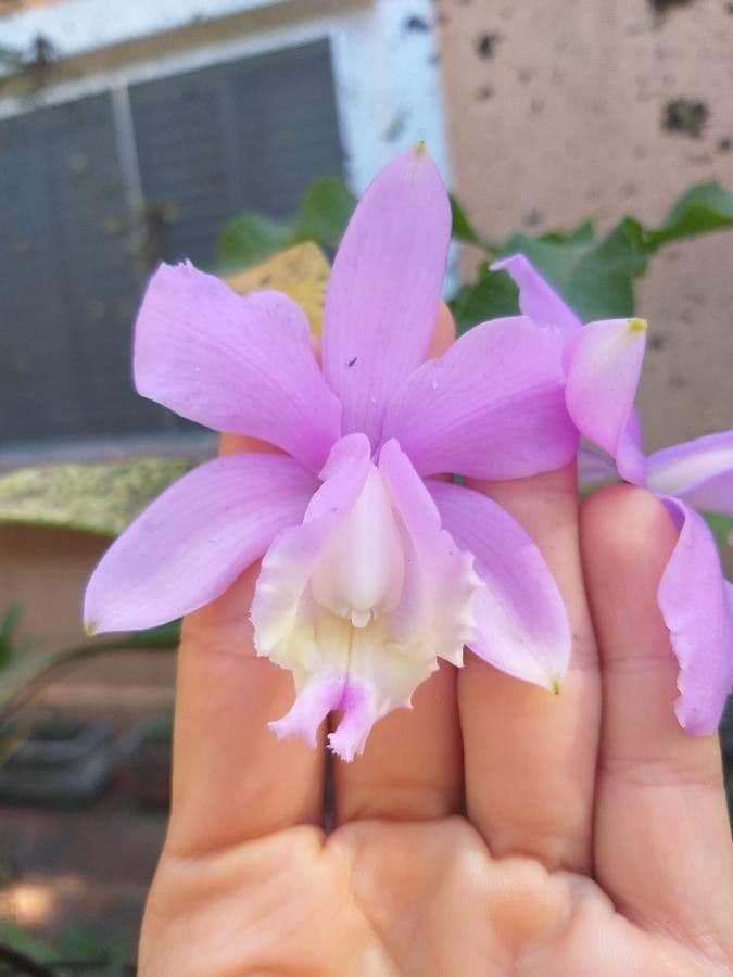 Loddiges-Cattleya 2
