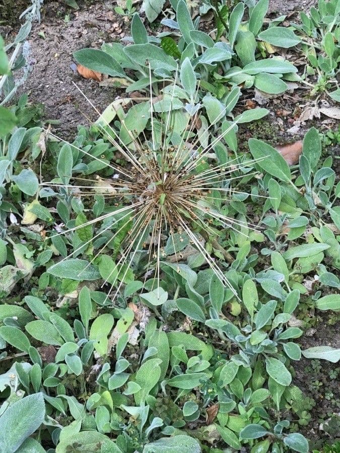 Aglio