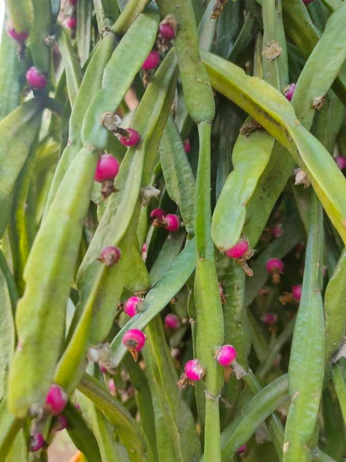 Rhipsalis micrantha 2