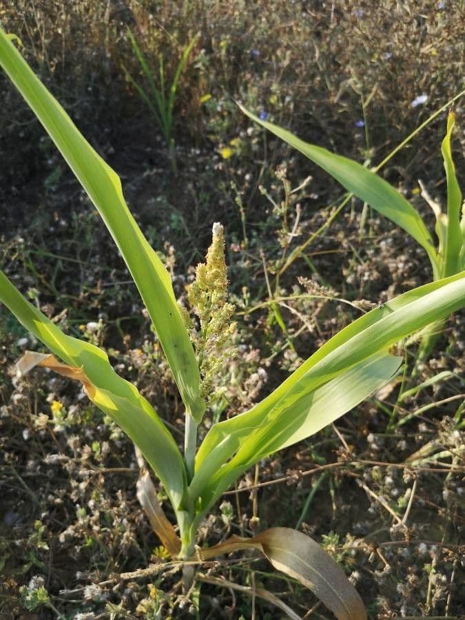 Sorgo 9