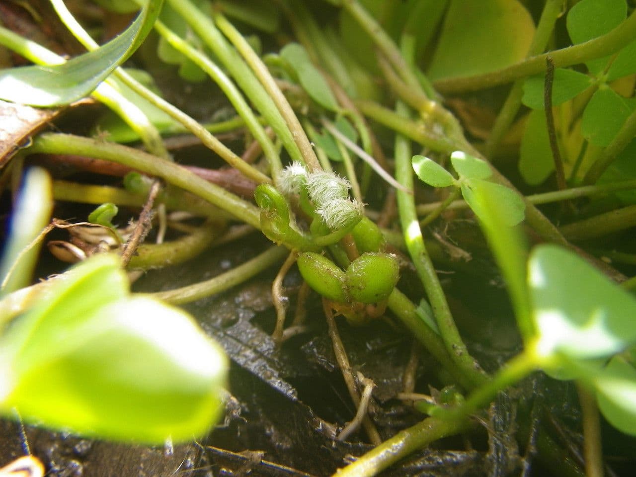 Marsilea minuta 4