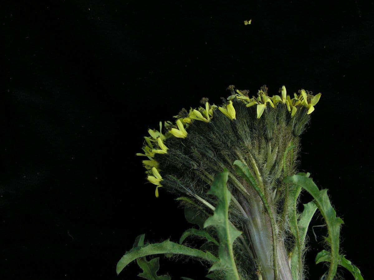 Soroseris