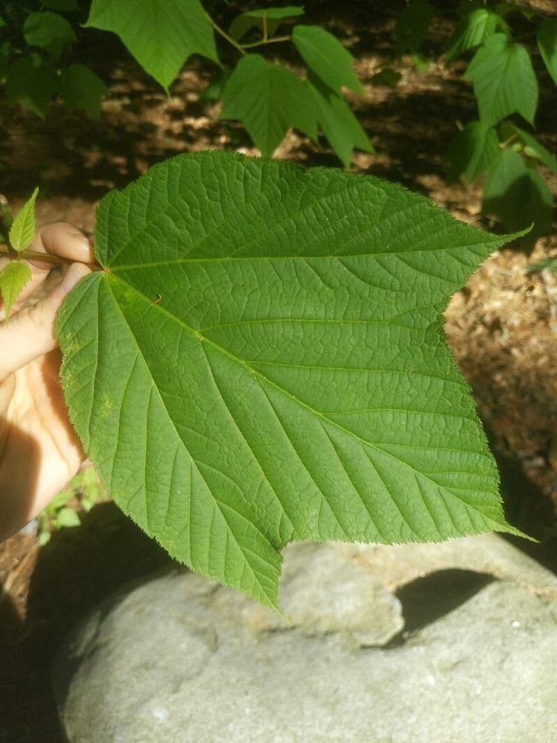 Striped maple 17