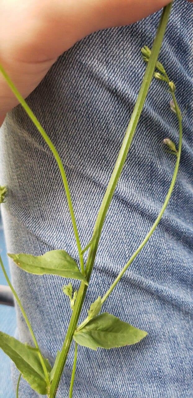 Lobelia spicata 17
